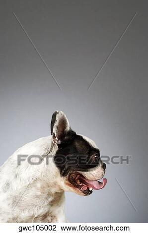 Side profile of a Boston Terrier View Large Photo Image Stock Image - Side profile of a Boston Terrier. Fotosearch