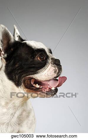 Side profile of a Boston Terrier View Large Photo Image Stock Image - Side profile of a Boston Terrier. Fotosearch