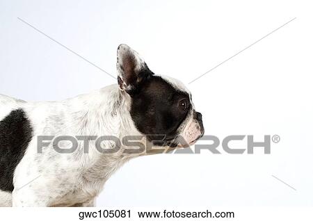 Side profile of a Boston Terrier Stock Image | gwc105081 | Fotosearch