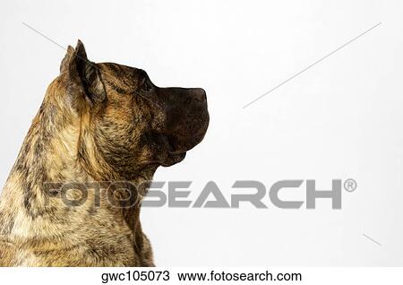 Side profile of a Boxer looking up View Large Photo Image Stock Image - Side profile of a Boxer looking up. Fotosearch