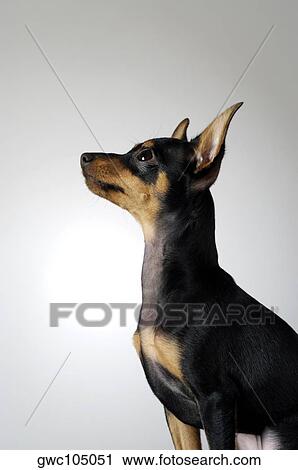Side profile of a Chihuahua looking up View Large Photo Image Stock Image - Side profile of a Chihuahua looking up. Fotosearch