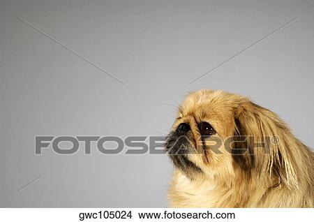 Side profile of a Cocker Spaniel View Large Photo Image Picture - Side profile of a Cocker Spaniel. Fotosearch