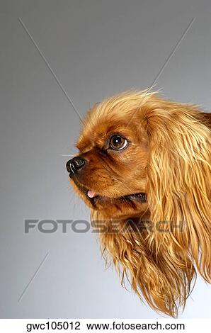 Side profile of a Cocker Spaniel View Large Photo Image Stock Image - Side profile of a Cocker Spaniel. Fotosearch