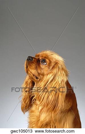 Side profile of a Cocker Spaniel View Large Photo Image Stock Image - Side profile of a Cocker Spaniel. Fotosearch