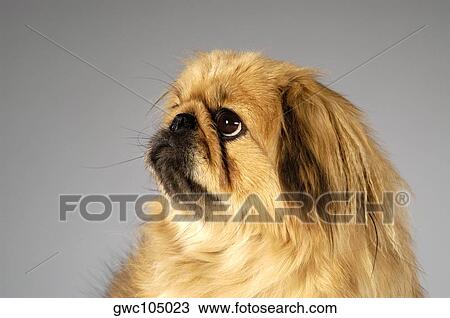 Side profile of a Cocker Spaniel View Large Photo Image Stock Image - Side profile of a Cocker Spaniel. Fotosearch