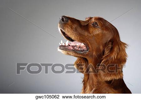 Side profile of a Cocker Spaniel's looking up View Large Photo Image Stock Image - Side profile of a Cocker Spaniel's looking up. Fotosearch