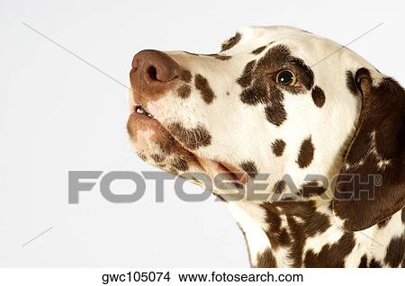 Side profile of a Dalmatian looking up View Large Photo Image Picture - Side profile of a Dalmatian looking up. Fotosearch