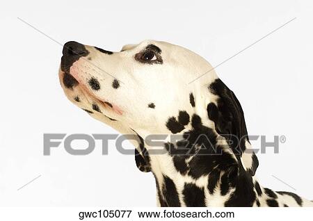 Side profile of a Dalmatian looking up View Large Photo Image Stock Photo - Side profile of a Dalmatian looking up. Fotosearch
