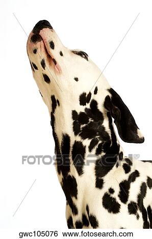 Side profile of a Dalmatian looking up View Large Photo Image Stock Photograph - Side profile of a Dalmatian looking up. Fotosearch