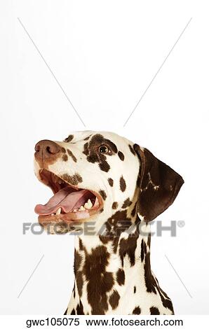 Side profile of a Dalmatian looking up View Large Photo Image Stock Photography - Side profile of a Dalmatian looking up. Fotosearch