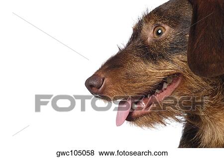 Side profile of a dog sticking out its tongue View Large Photo Image Stock Photo - Side profile of a dog sticking out its tongue. Fotosearch