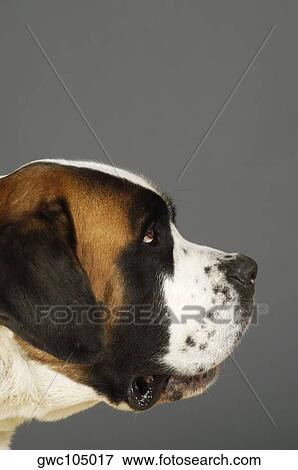 Side profile of a St. Bernard dog View Large Photo Image Stock Photo - Side profile of a St. Bernard dog. Fotosearch