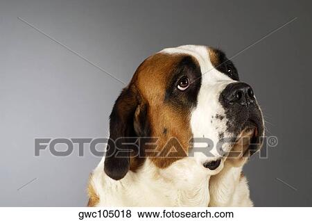 Stock Photo - Side profile of a St. Bernard dog looking up. Fotosearch