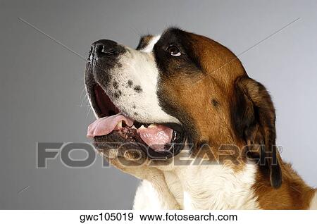 Stock Photo - Side profile of a St. Bernard dog looking up. Fotosearch