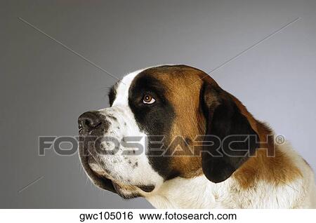 Side profile of a St. Bernard dog looking up View Large Photo Image Stock Photograph - Side profile of a St. Bernard dog looking up. Fotosearch