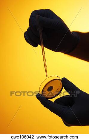 Close-up of a dropper and a petri dish in a person's hand View Large Photo Image Stock Image - Close-up of a dropper and a petri dish in a person's hand. Fotosearch