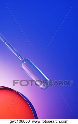 Close-up of a dropper and a petri dish View Large Photo Image Stock Image - Close-up of a dropper and a petri dish. Fotosearch