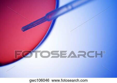 Close-up of a dropper over a petri dish View Large Photo Image Stock Photograph - Close-up of a dropper over a petri dish. Fotosearch