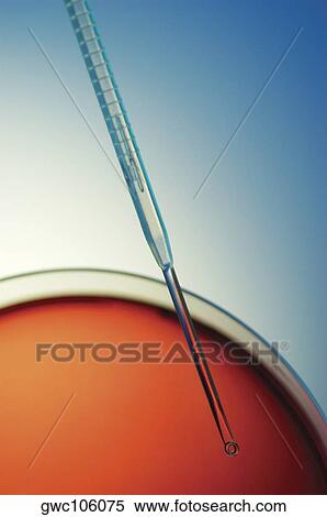 Close-up of a dropper over a petri dish View Large Photo Image Stock Photography - Close-up of a dropper over a petri dish. Fotosearch