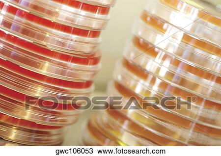 Stock Image - Close-up of a stack of petri dishes. Fotosearch