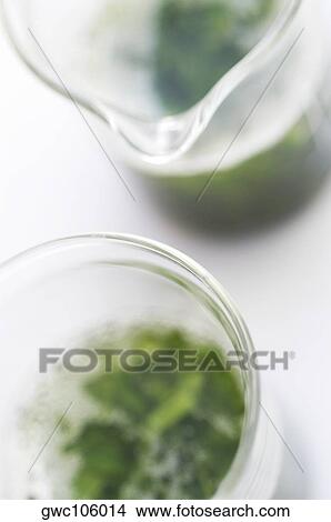 High angle view of chemicals in beakers View Large Photo Image Picture - High angle view of chemicals in beakers. Fotosearch