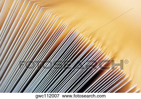 Close-up of documents in a row View Large Photo Image Stock Photo - Close-up of documents in a row. Fotosearch
