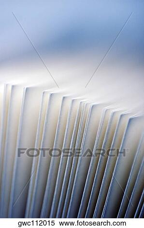 Close-up of envelopes in a row View Large Photo Image Stock Photography - Close-up of envelopes in a row. Fotosearch