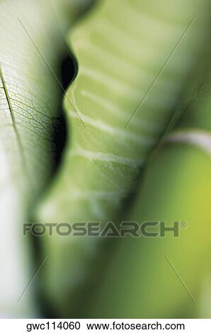 Close-up of a bamboo shoot View Large Photo Image Stock Image - Close-up of a bamboo shoot. Fotosearch