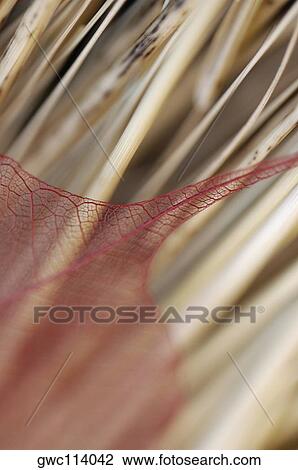 Close-up of a dried leaf on sticks View Large Photo Image Stock Image - Close-up of a dried leaf on sticks. Fotosearch