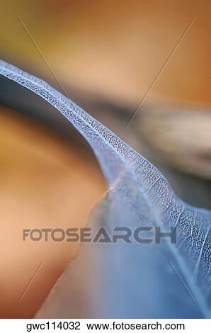 Stock Image - Close-up of a dried pipal leaf. Fotosearch