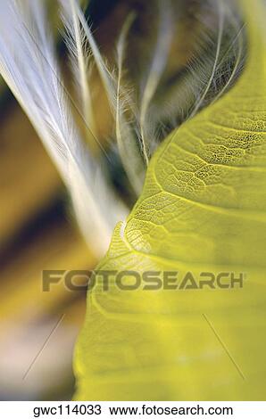 Stock Image - Close-up of a dried pipal leaf. Fotosearch