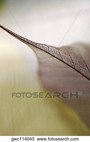Stock Image - Close-up of a dried pipal leaf vein. Fotosearch