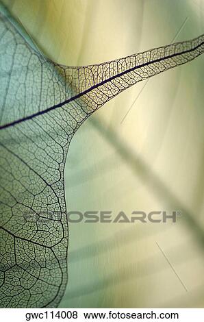 Close-up of a dried pipal leaf vein View Large Photo Image Stock Photo - Close-up of a dried pipal leaf vein. Fotosearch