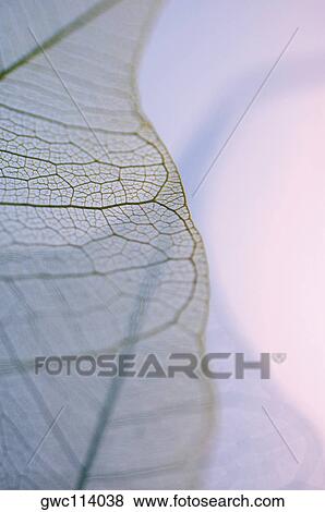 Stock Photo - Close-up of a dried pipal leaf vein. Fotosearch