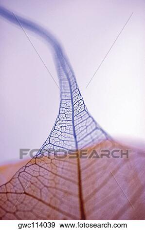 Close-up of a dried pipal leaf vein View Large Photo Image Stock Photo - Close-up of a dried pipal leaf vein. Fotosearch