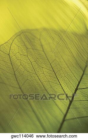 Stock Photograph - Close-up of a dried pipal leaf vein. Fotosearch