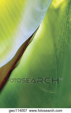 Close-up of a leaf View Large Photo Image Stock Photo - Close-up of a leaf. Fotosearch