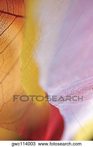 Close-up of dried leaves View Large Photo Image Stock Image - Close-up of dried leaves. Fotosearch
