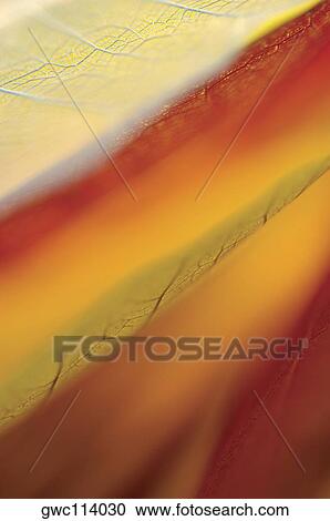 Close-up of dried leaves View Large Photo Image Stock Image - Close-up of dried leaves. Fotosearch