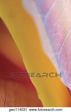 Stock Image - Close-up of dried leaves. Fotosearch