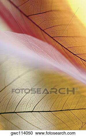 Close-up of dried leaves View Large Photo Image Stock Image - Close-up of dried leaves. Fotosearch