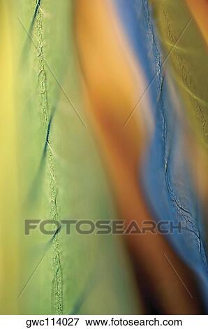 Close-up of dried leaves View Large Photo Image Stock Photo - Close-up of dried leaves. Fotosearch