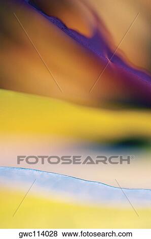 Close-up of dried leaves View Large Photo Image Stock Photo - Close-up of dried leaves. Fotosearch