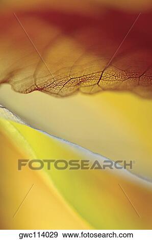 Stock Photo - Close-up of dried leaves. Fotosearch