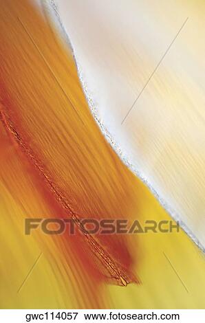 Close-up of dried leaves View Large Photo Image Stock Photo - Close-up of dried leaves. Fotosearch