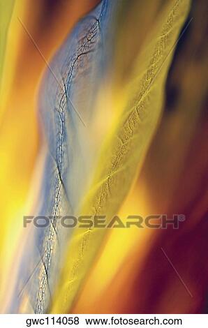 Stock Photo - Close-up of dried leaves. Fotosearch