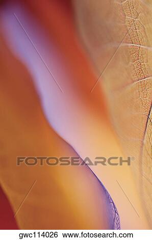 Close-up of dried leaves View Large Photo Image Stock Photograph - Close-up of dried leaves. Fotosearch