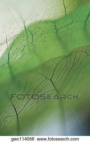 Close-up of dried leaves View Large Photo Image Stock Photograph - Close-up of dried leaves. Fotosearch