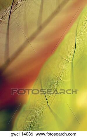 Close-up of dried leaves View Large Photo Image Stock Photography - Close-up of dried leaves. Fotosearch