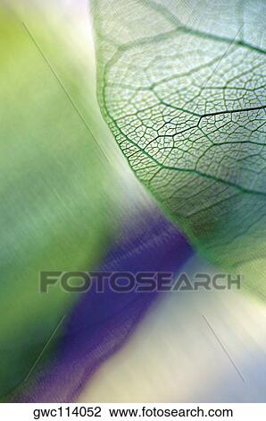 Close-up of dried pipal leaves View Large Photo Image Stock Image - Close-up of dried pipal leaves. Fotosearch